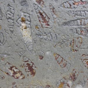 Sheel Fossil
