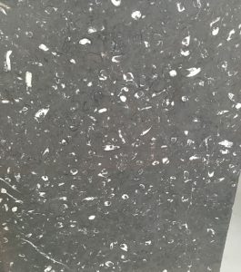 Sea Fossil